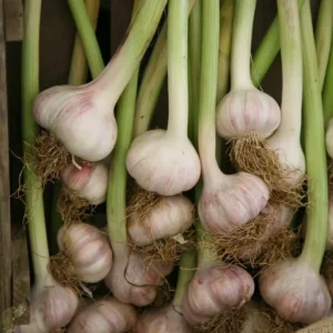 Hardneck Garlic | hardneck garlic bulbs for sale | hardneck vs softneck garlic