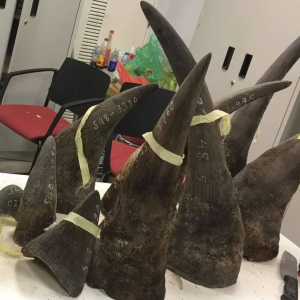 One Horned Rhino | Rhino Horn For Sale | Buy Rhino Horns
